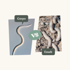 Aaltjes Carpo - tegen emelten