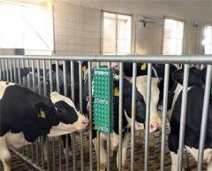 Kalverborstel Noppen 'Funcalf Maxi'