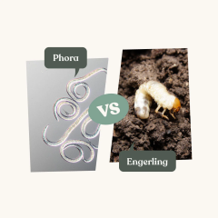 Aaltjes Phora- tegen engerlingen