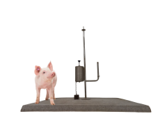 Voedselplaat inclusief standaard