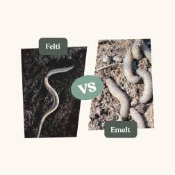 Aaltjes Steimermea Feltiae 500m2