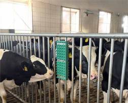 Kalverborstel Noppen 'Funcalf Maxi'