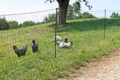 AKO Pluimveenet PoultryNet geleidend